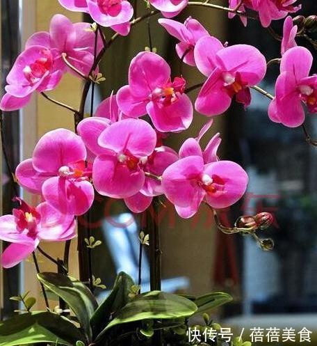 净化|要想强有效净化室内有害气体,这十种健康花卉必不可少