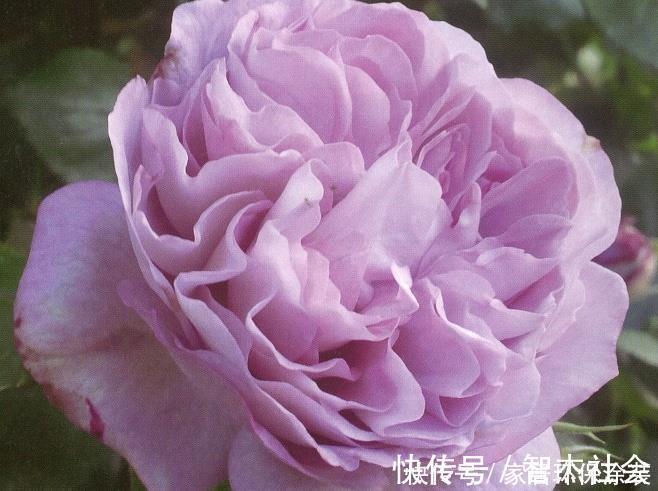 20款紫色月季品种。浓香、抗病非常好养，天然紫色唯美盛开