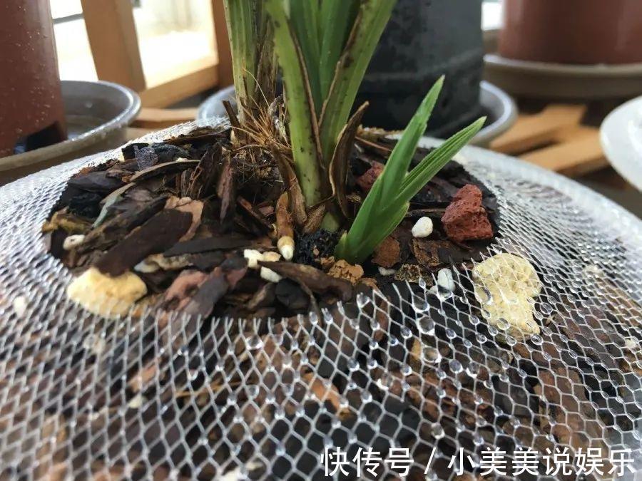 给这花换盆,土里扒出30个崽,根本不用扦插!