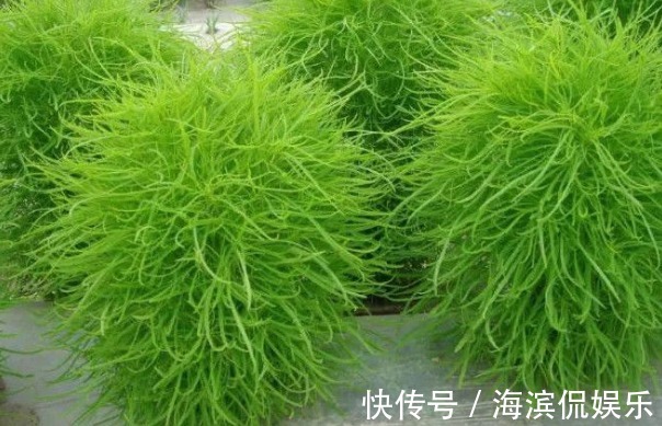 农村野草用处大,能吃能用价值高,搞卫生的好帮手