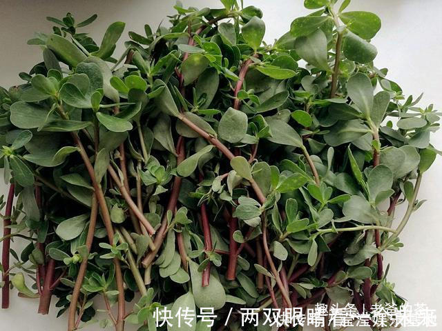 二羟乙胺|在农村有一种晒不死的长寿菜,市场要卖10元一斤,自己去采不花钱