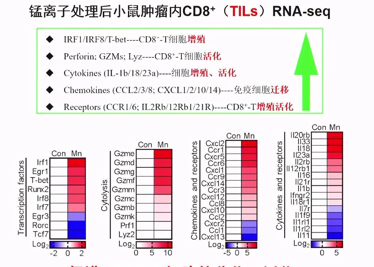免疫治疗|“锰”吃点,或降低癌症发病率