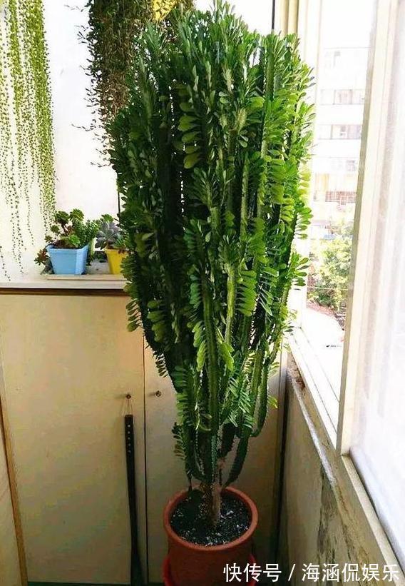 观叶型|这3款植物虽其貌不扬,室内盆栽,却能让家里变成“天然氧吧”