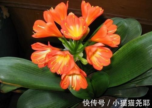 绿萝|5种花平时怕太阳晒,而到了冬天刚好相反,要多晒太阳