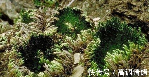 植物#岩石缝里一种小草,既可药用,又可观赏,稍作处理,便成精美盆栽