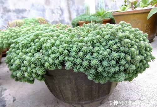 绣球|5种漂亮花,喜欢“穷养”,挤在破盆里,能养30年