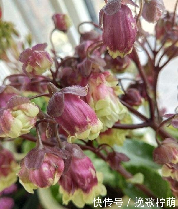 仙气飘飘的4种花,过年养一盆,颜值超高人见人爱!