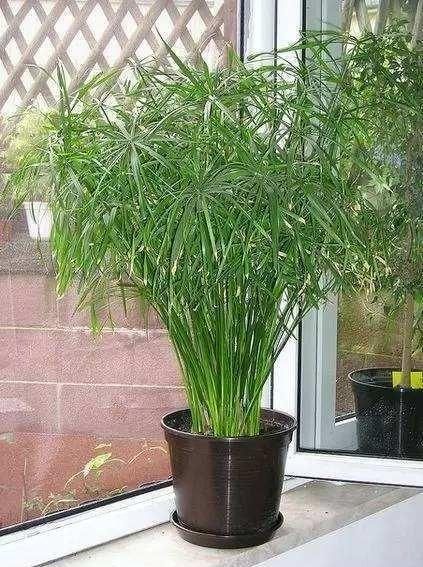 1年回不了家，盆栽怎么办？