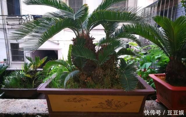 浇水|这4种“盆景树”,不仅观赏性高,寿命还特别长,越养越值钱