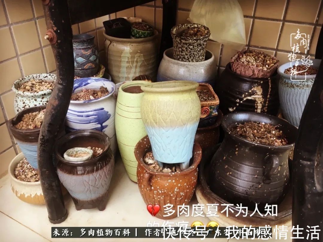 养多肉的路上患得患失,却依然如最初般热爱!