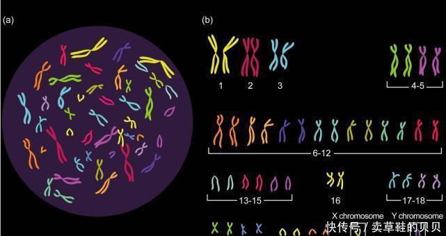 精子|性别是何时形成的？精子和卵子结合的时候吗？专家：前六周无性别