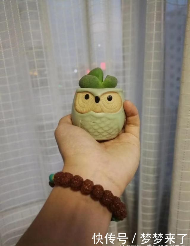 幸福|小小的幸福,多肉露养到秋天的收获