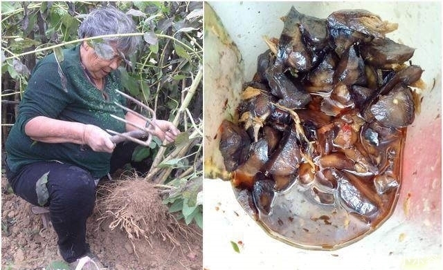 够吃|农村把此菜叫洋姜,吃着甜甜的,每年种一次全家够吃一年