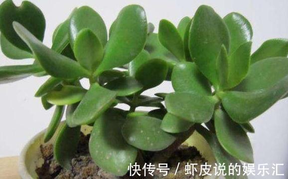 冬季阳台首选3种花，叶子漂亮，大气上档次，养过的人都说好