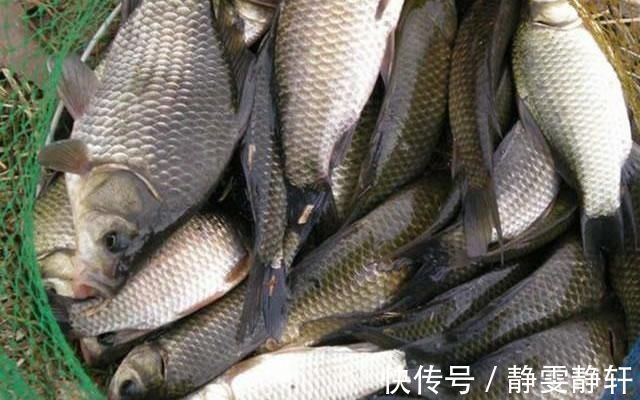 搞明白什么是大鲫压底，小鲫钓浮，野钓鲫鱼，也能比别人多钓几斤