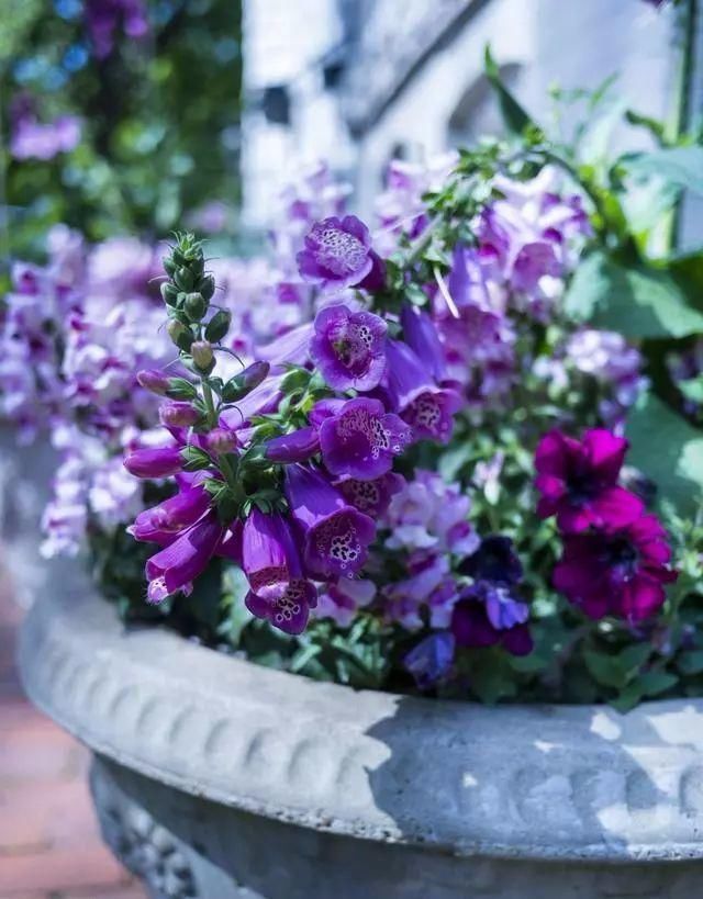 花盆|家庭养花的知识与技巧，你掌握了吗？