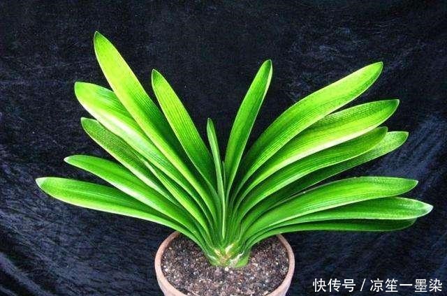 巧用磷酸二氢钾，花开不断，个子还大！