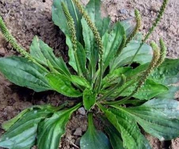 猪肚菜|车前草能抗癌别再被忽悠了,真实功效有3个,最适合老人喝!