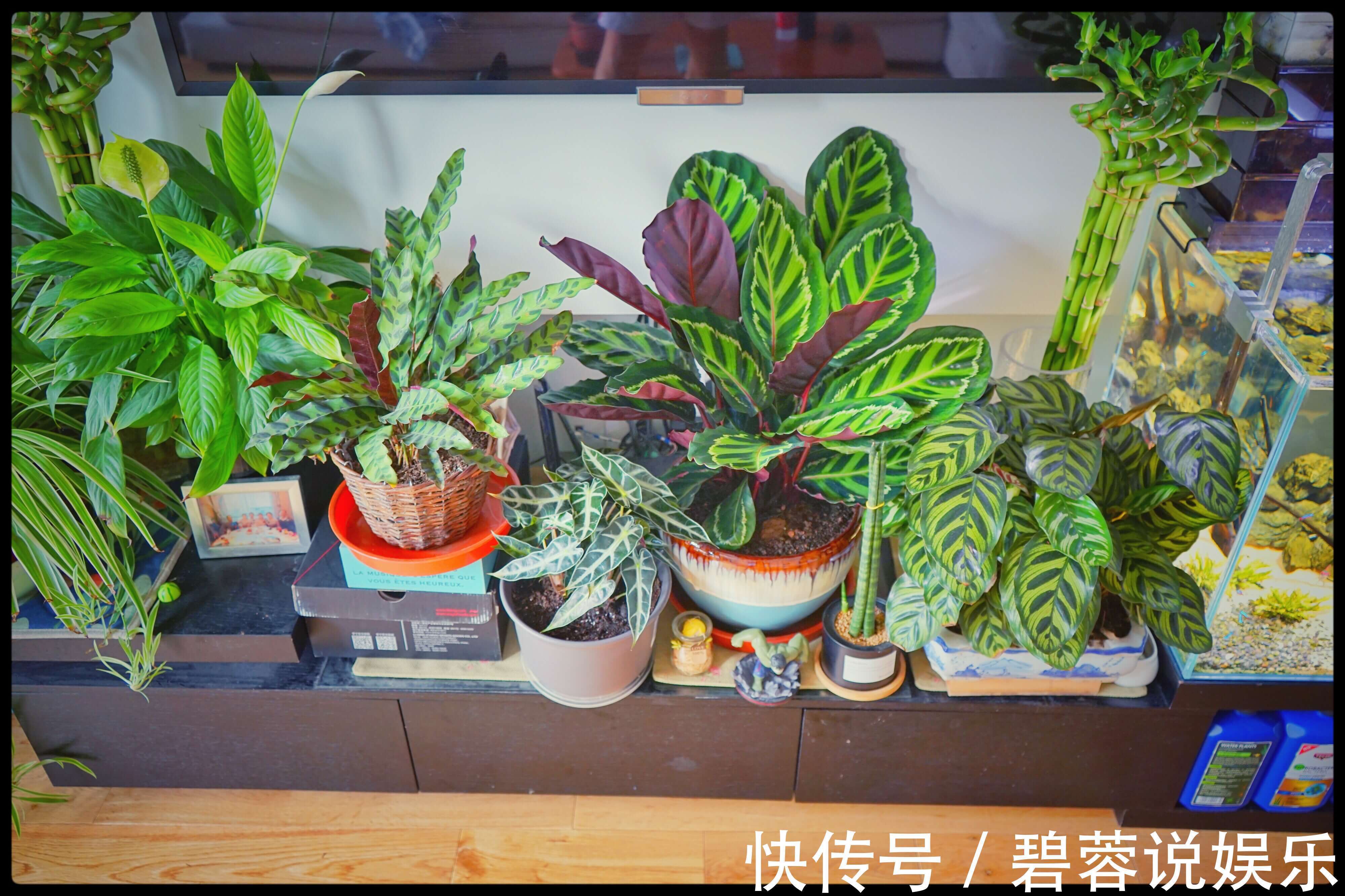 旺盛|三伏天养花,6个“坏毛病”戒掉,植物安全度夏,越长越旺盛