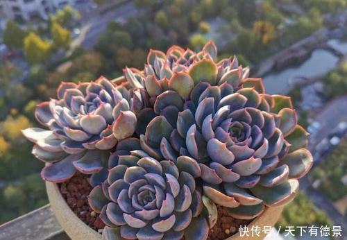 大妈|农村大妈养了五年多肉,每一盆都爆盆成老桩,养殖方法简单有效