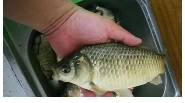 调漂|钓了20年鱼,如今才得知,太空豆还有这3个妙用,不服不行