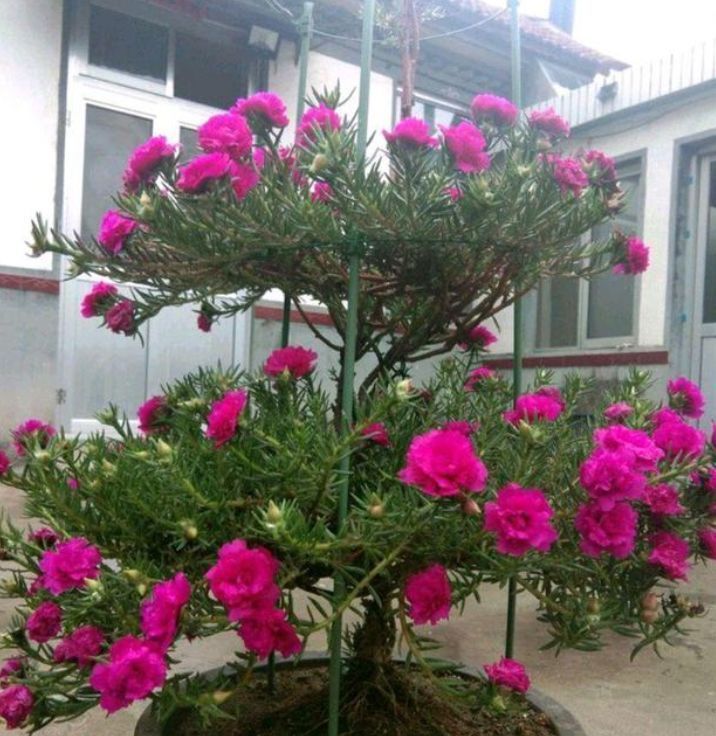 如何把“太阳花”养成一棵“小花树”？教你正确方法，年年都开花