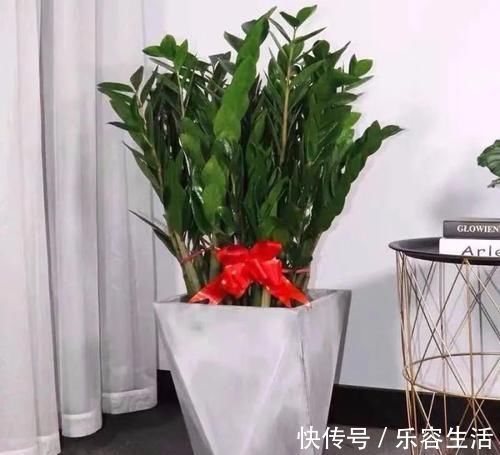 生长发育|适合男人养的四种花,大气又稳重,旺财又旺运,早看早知道!