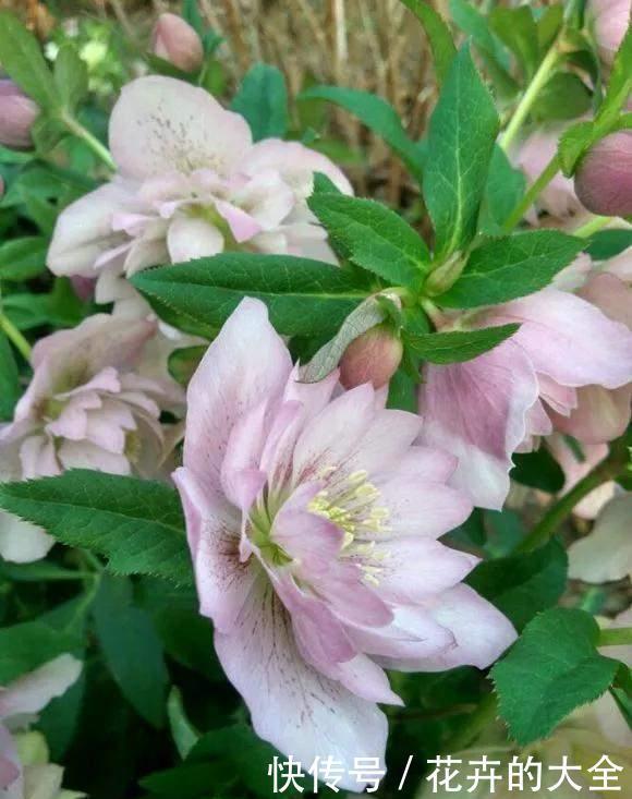 茶花|雨雪天冻不死的3种花,冬天开得旺,放家里喜庆又漂亮