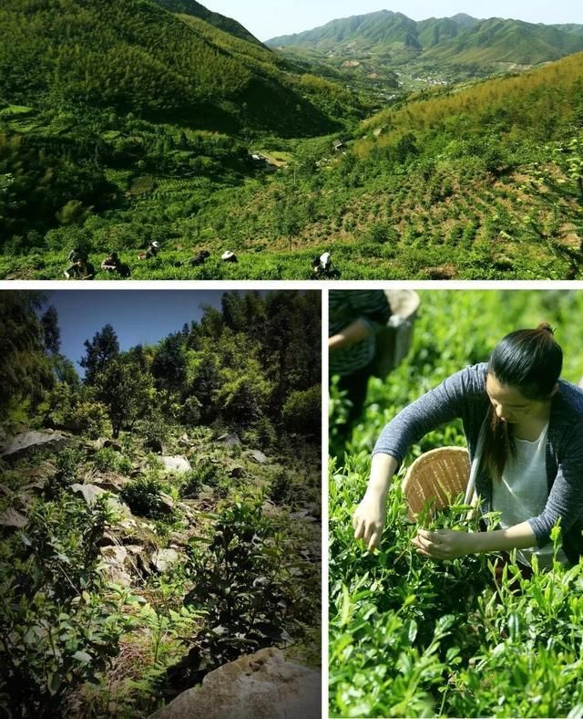 黑茶|芙蓉山，湘中第一文化名山，安化的母亲山