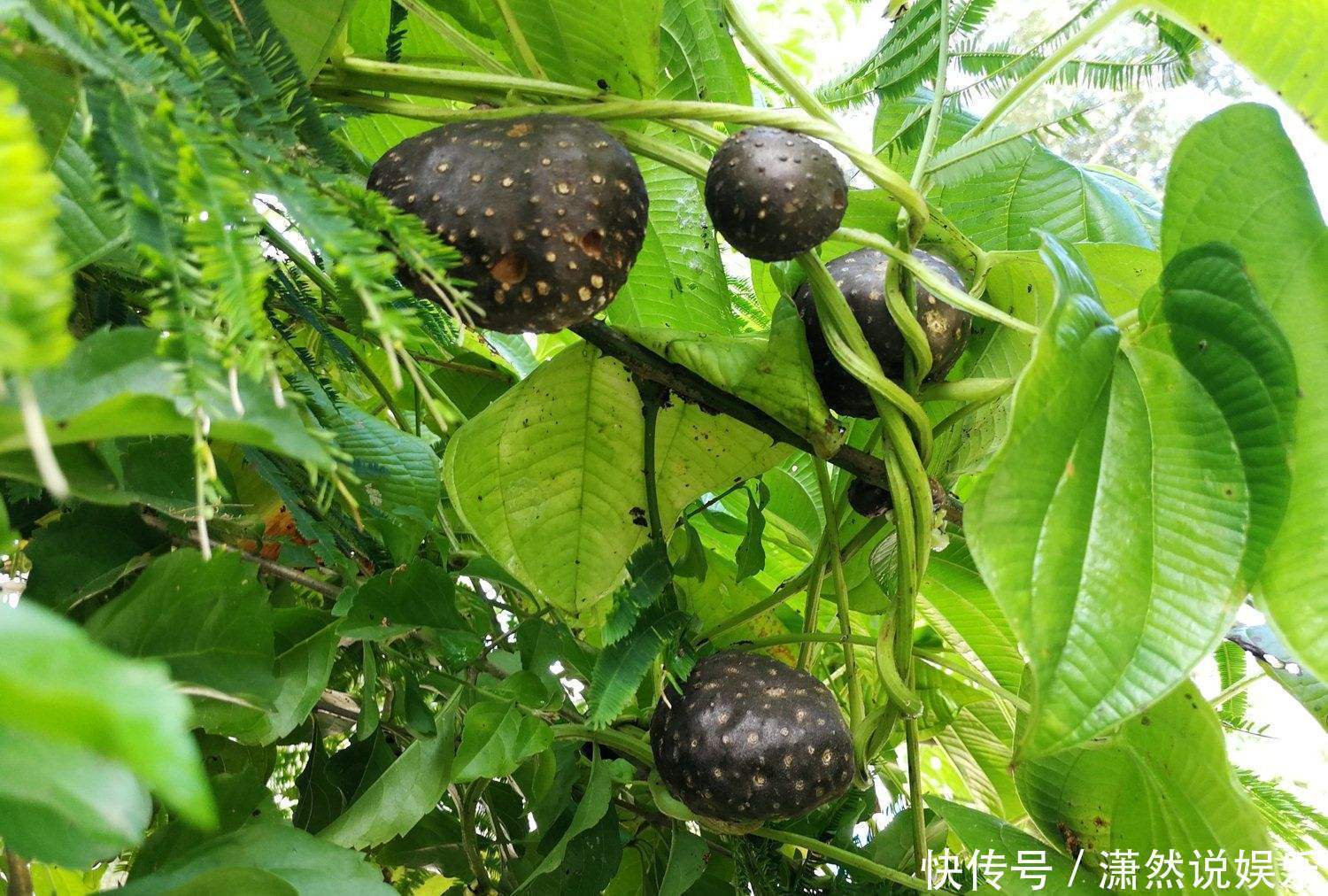 中年|补气是“提高免疫力”最快方法,一味中药补肺气、补脾气、补肾气