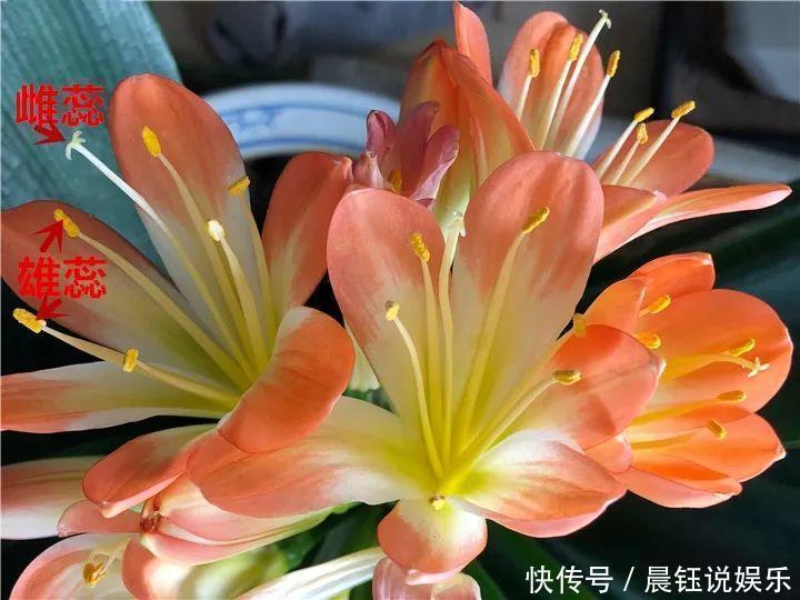 大户|3种花不用“扦插”，花开完等俩月，半年变成“养花大户”！