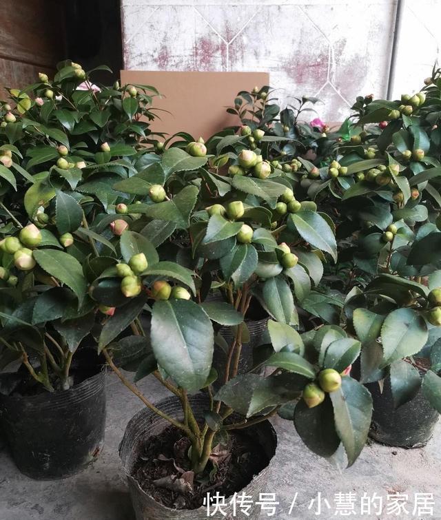 花市买茶花,回家一定要换土,“中间”有门道,不换土养不活