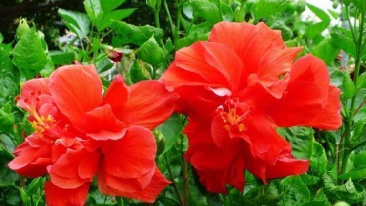 四季|养花就养个花期长的,花大色艳,花姿妖娆,四季繁花似锦