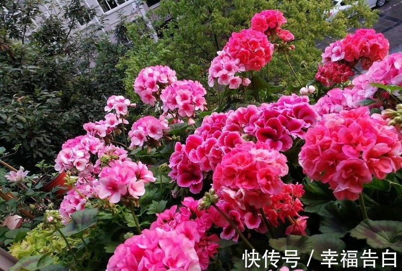 天竺葵|家里有院子种什么花比较合适,这几种可以考虑下