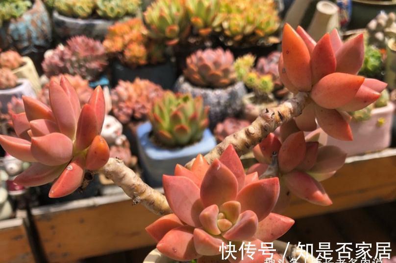 多肉铭月皮实又常见，但养好了同样好看，我就喜欢这种好养的多肉