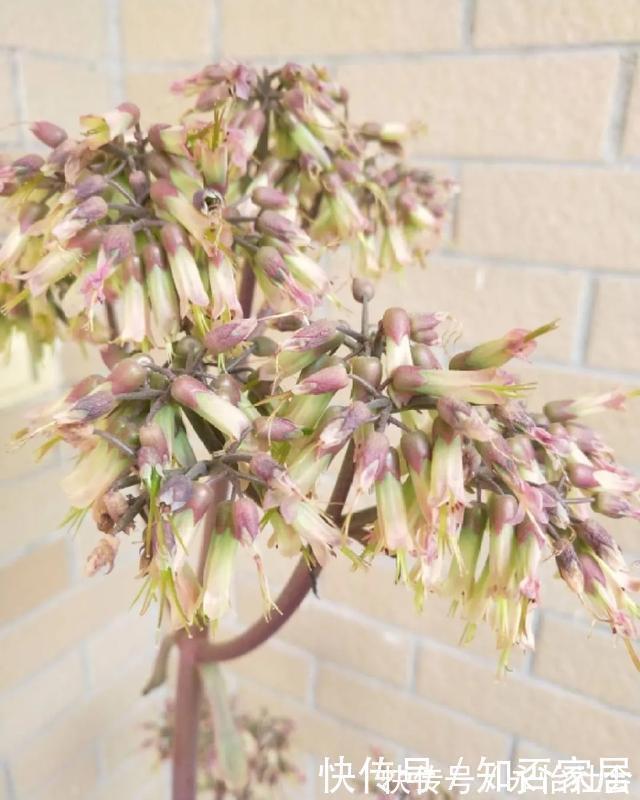 养花技巧:折腾不死的25种花,咋养都爆盆,懒人最适合