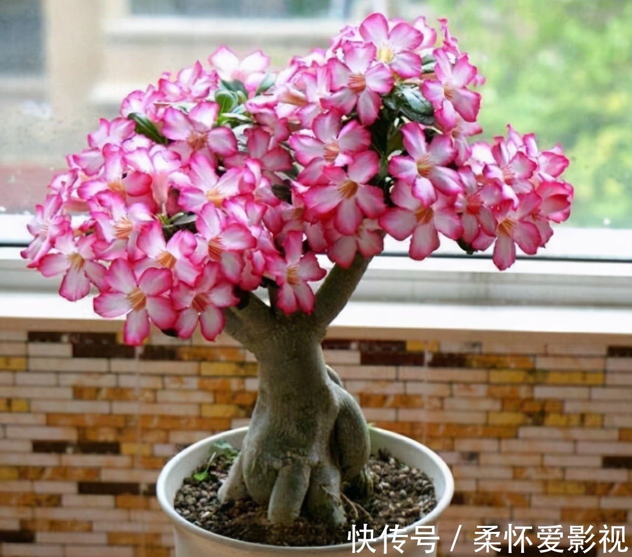 金钱树|客厅养花，选4个品种错不了，有的好看，有的寓意好