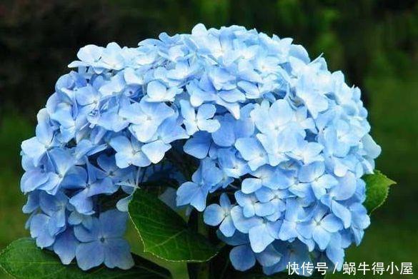 4种花生命力超顽强的,埋土里就活,开花漂亮花期长