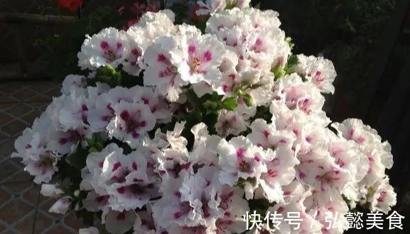 水培|3种枝条泡水里，10天长根，一次开花100朵，水培成活率更高！