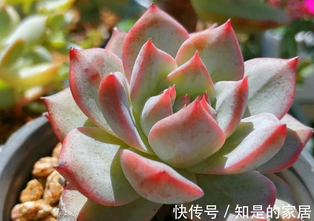 上色|九月多肉上色季,这些急性子多肉,给点阳光就上色,强势变美