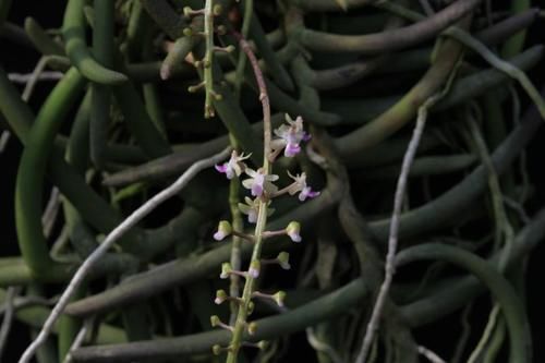 吃过年夜饭、走完亲戚，上海多座公园日游客量超过2万人次