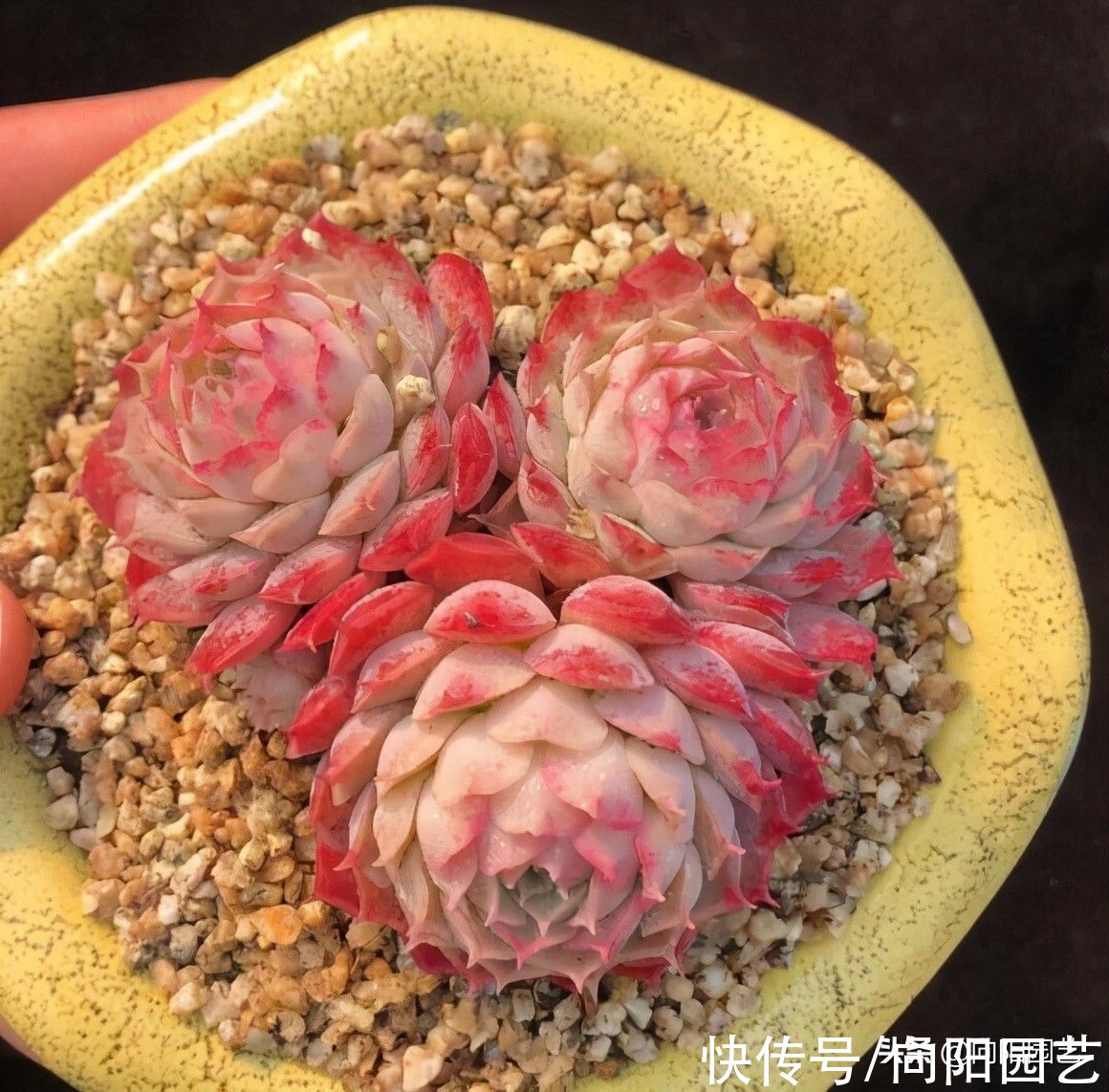 多肉好不好养,当然好养,按照“套路养”,很容易养出状态