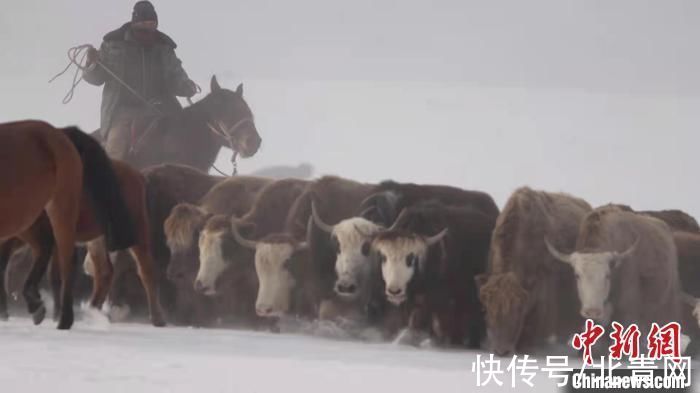 巴音布鲁克|新疆和静百万牲畜冬季转场 上演翻越雪原冰山震撼场面