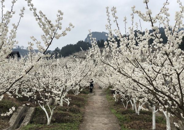 贵州桐梓：万亩樱桃花迎春绽放