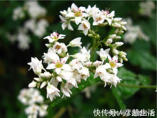 1物|胆固醇高?血管油腻腻,常吃1物,打扫血管,降低胆固醇