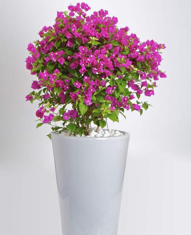 养殖三角梅掌握几点诀窍,轻松解决不开花的问题