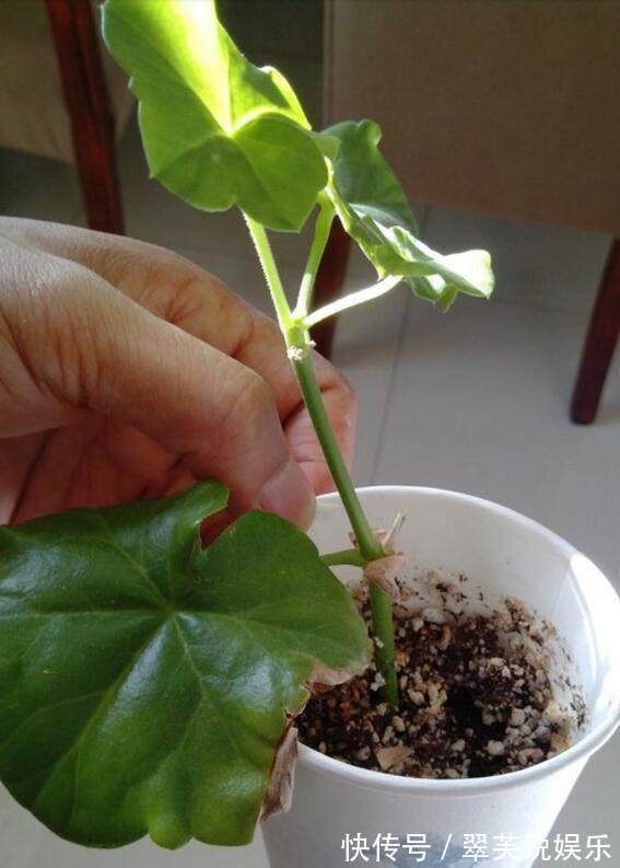 秋冬|秋冬季节扦插这几种花卉，比绿萝好养十倍，错过了还要等一年！