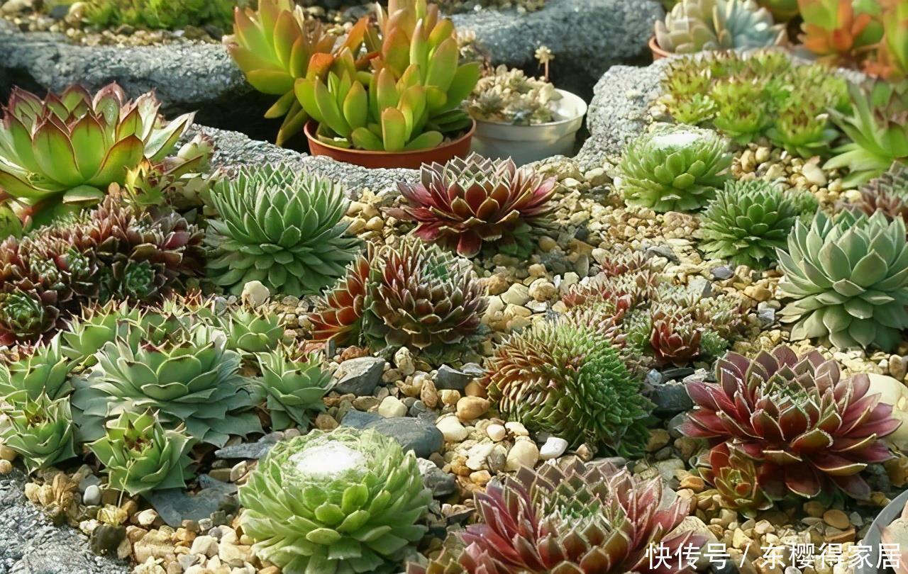 多肉中的“战斗鸡”,寒冬腊月也疯长,一年长成小老桩