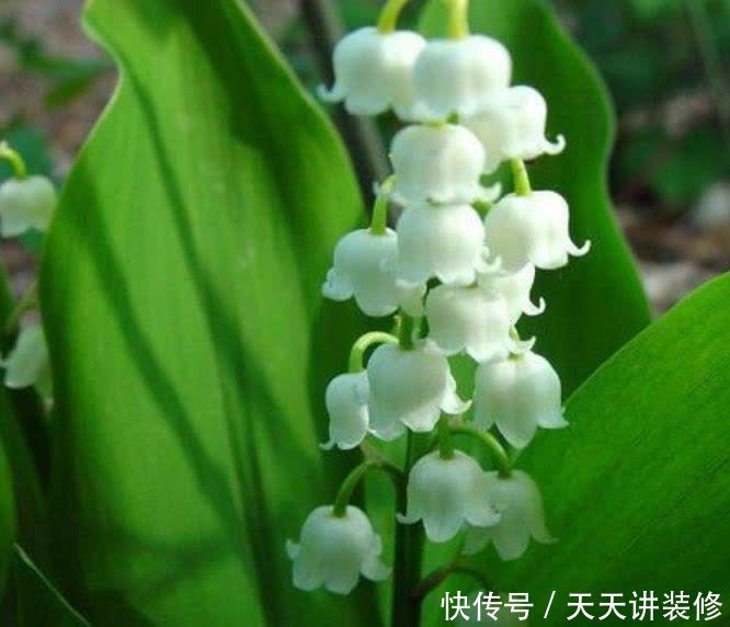 正月二十九,家里养上这4种花,清新空气,家家必备!