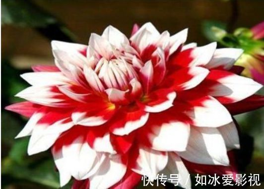 喜欢菊花,不如养盆“稀有名品”凤羽明霞,造化神秀,美极了!